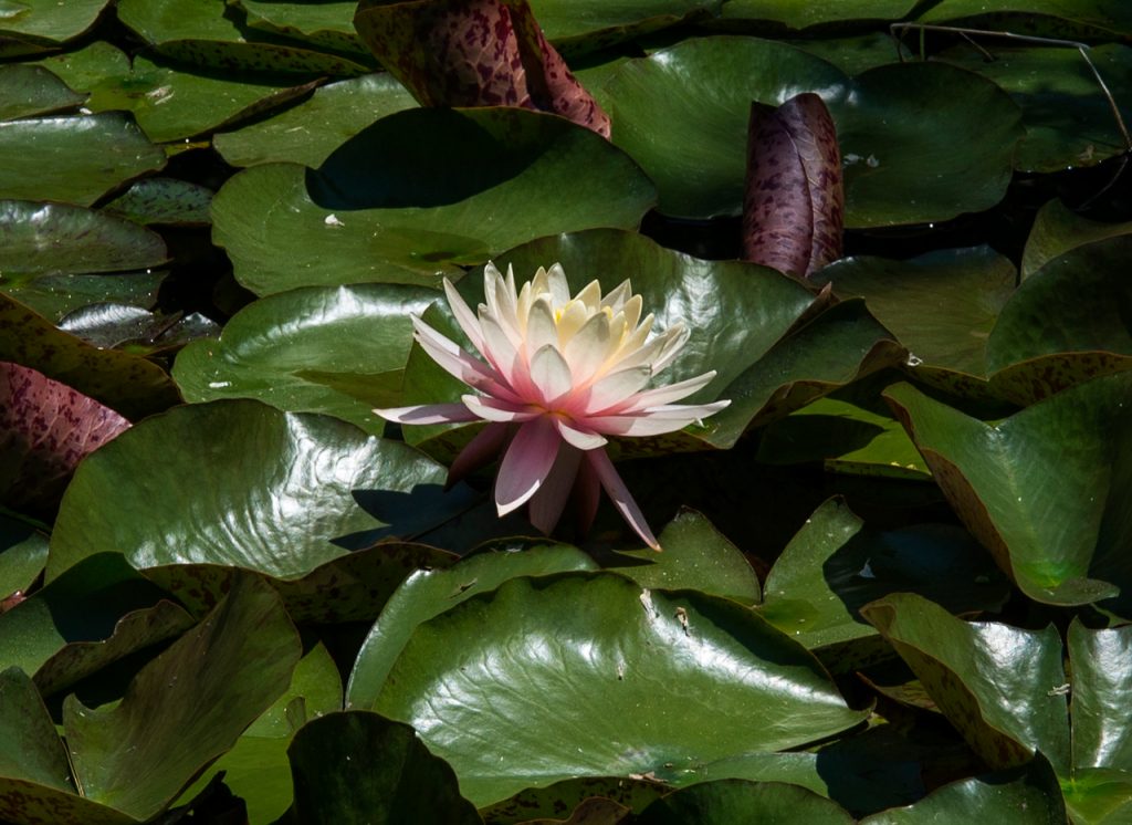 Mystic Aquarium “Somewhere, something incredible is waiting to be known.”