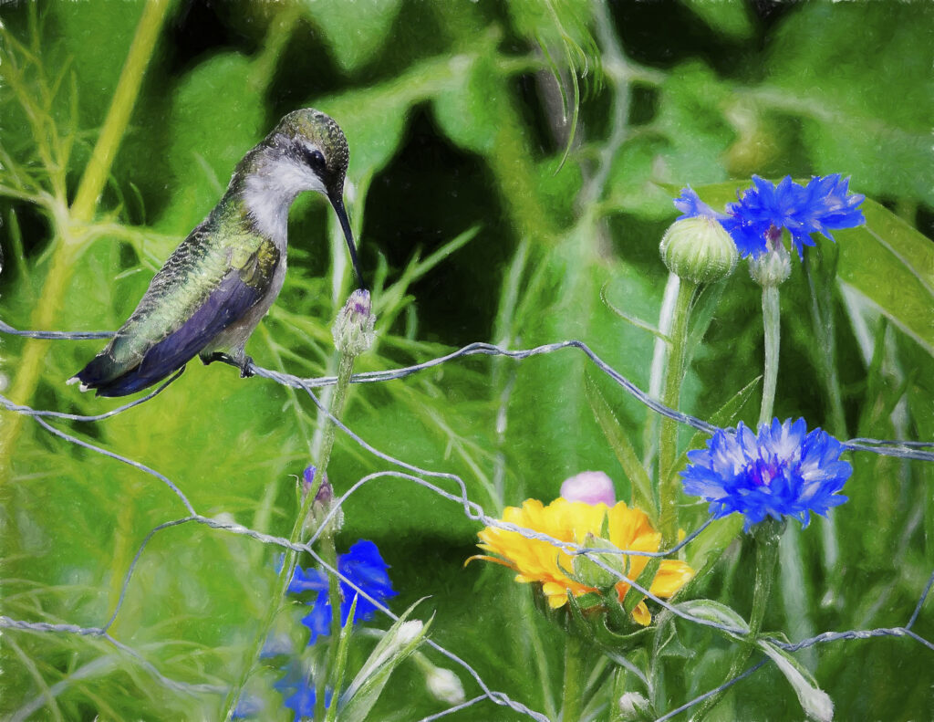 pastel hummingbird – “Somewhere, something incredible is waiting to be ...