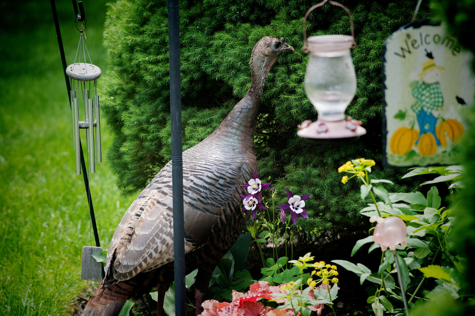 east glen turkey, east taunton.