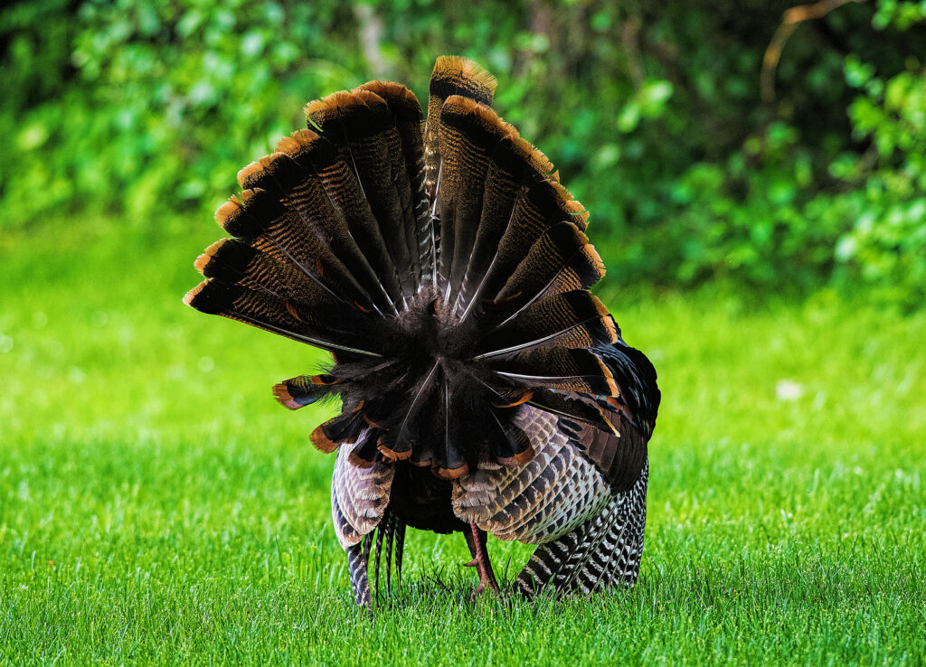 east glen turkey, east taunton.