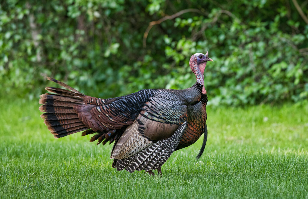 east glen turkey, east taunton.