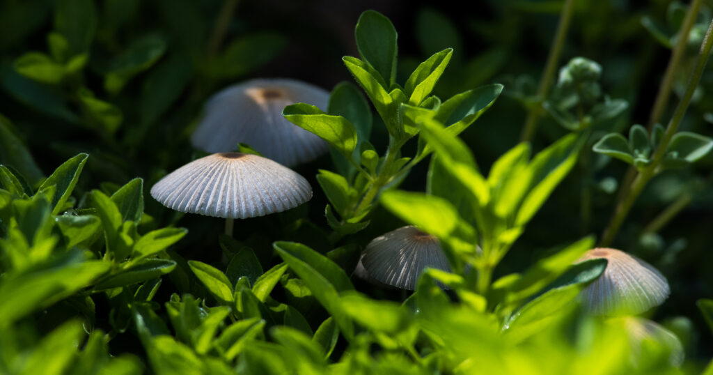 pleated inkcap