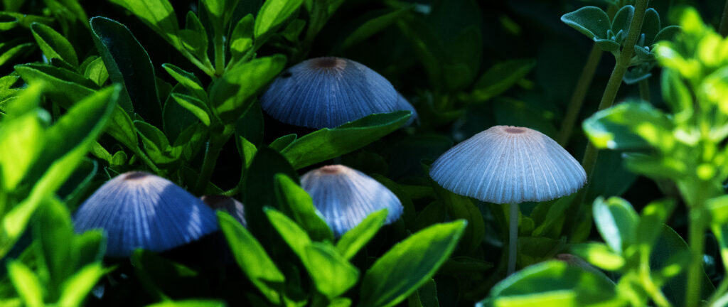 pleated inkcap