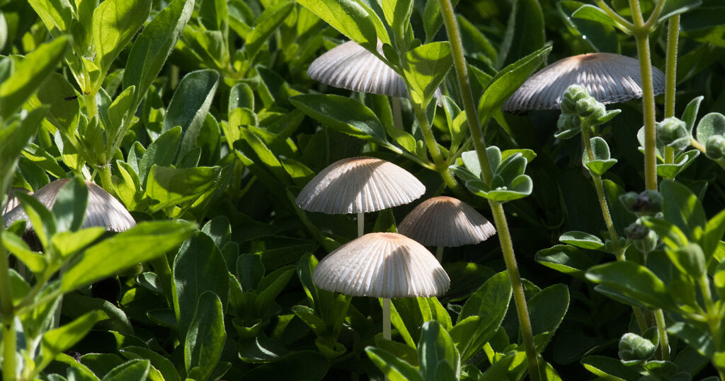pleated inkcap east taunton